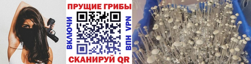 продажа наркотиков  Чердынь  Псилоцибиновые грибы Psilocybe 